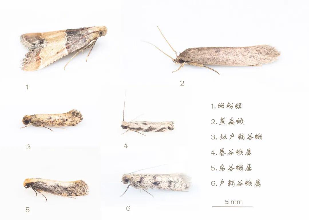 澳门最精准龙门蚕的资料011期 08-10-14-20-41-44F：12,澳门最精准龙门蚕的资料解析，011期龙门蚕的秘密与数字解读