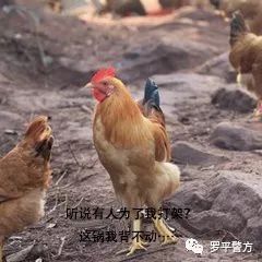 2025新澳今晚资料鸡号几号财安126期 07-29-34-41-44-48W：32,探索未来财富之路，解读新澳今晚资料鸡号与数字密码的奥秘